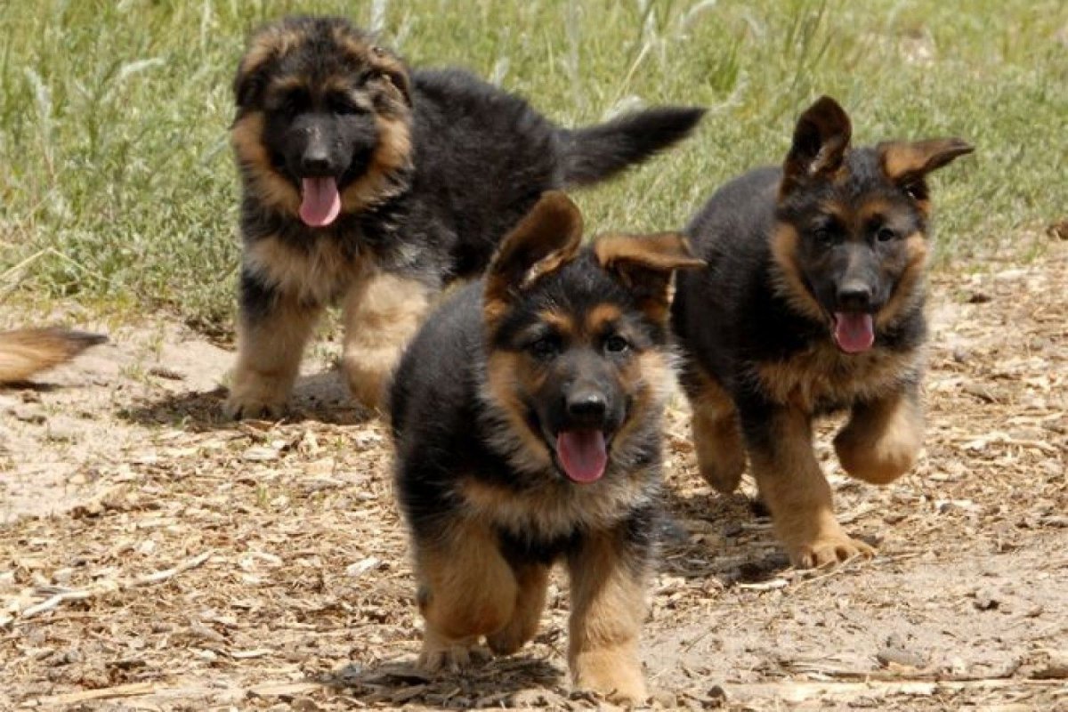 Немецкая овчарка Вестминстер