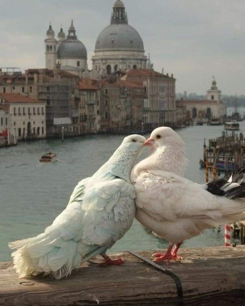 Влюбленные голуби