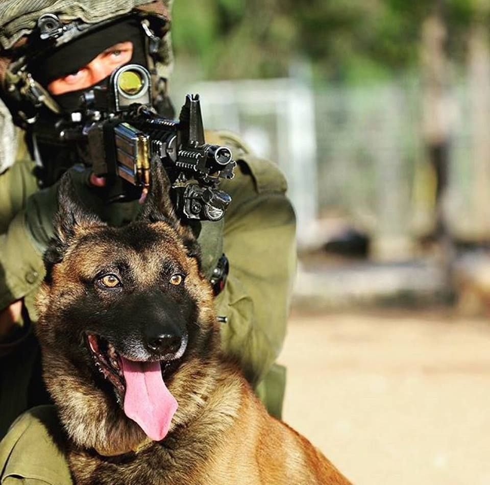 Немецкая овчарка Гюнтер IV