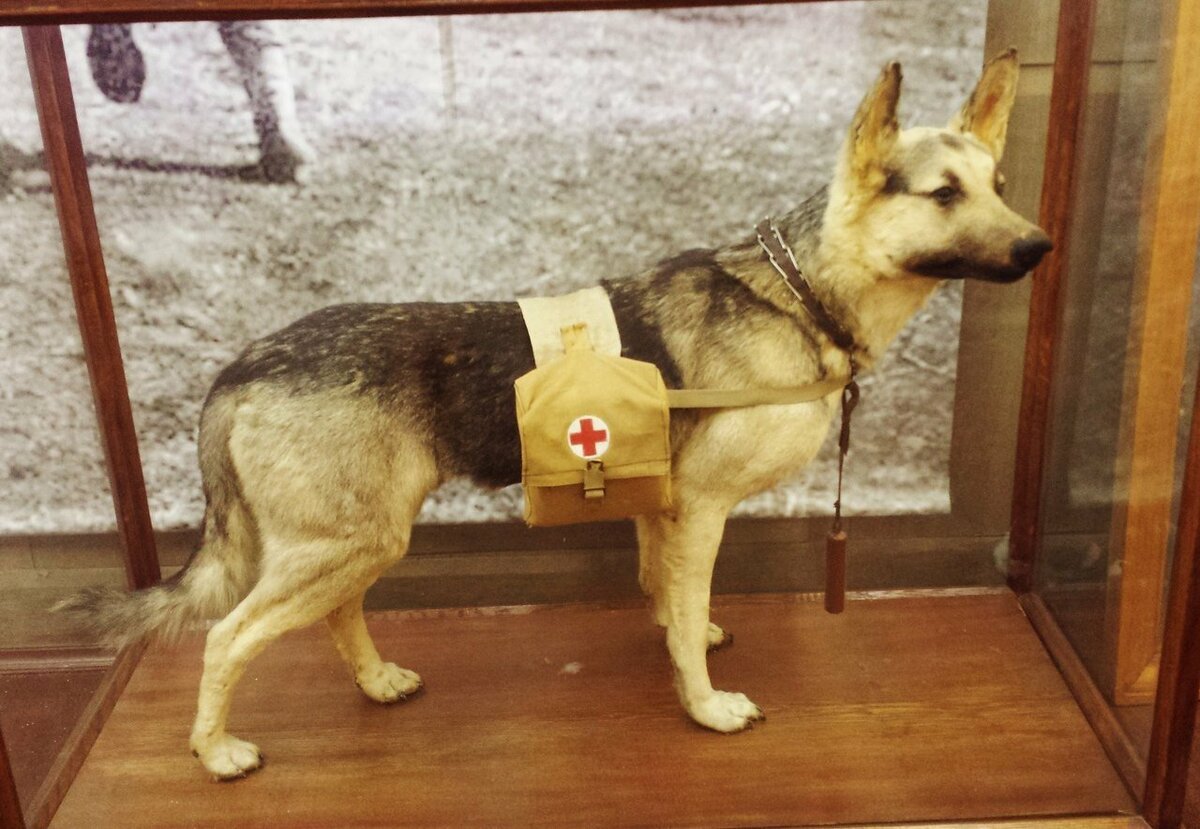 K9 овчарка Army