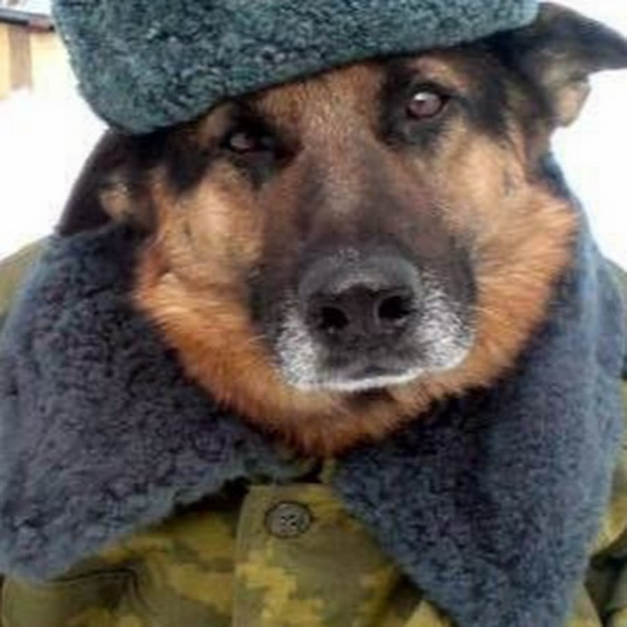 Полицейский с собакой