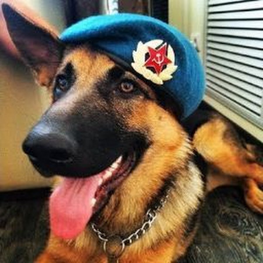 Собака в военной форме