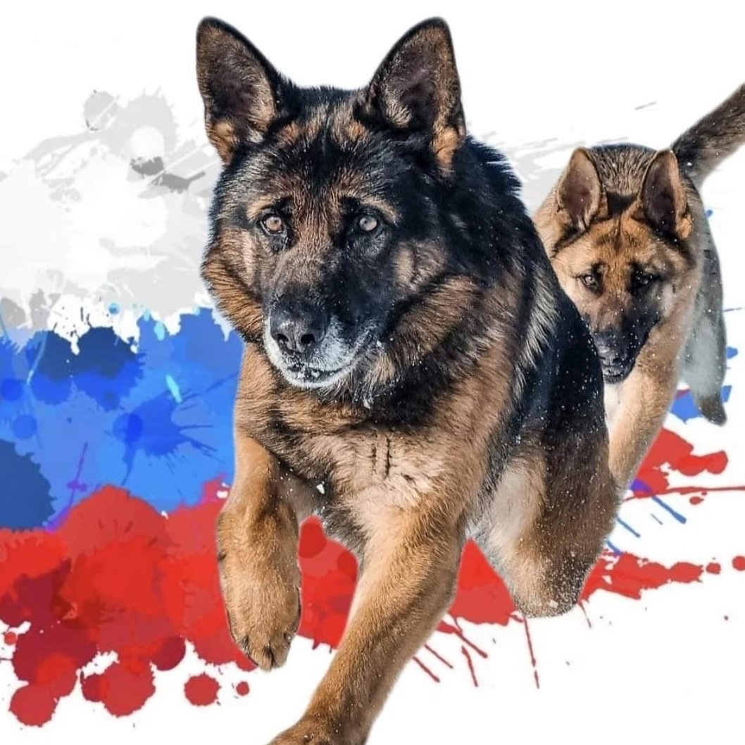 Собака в медалях прикол