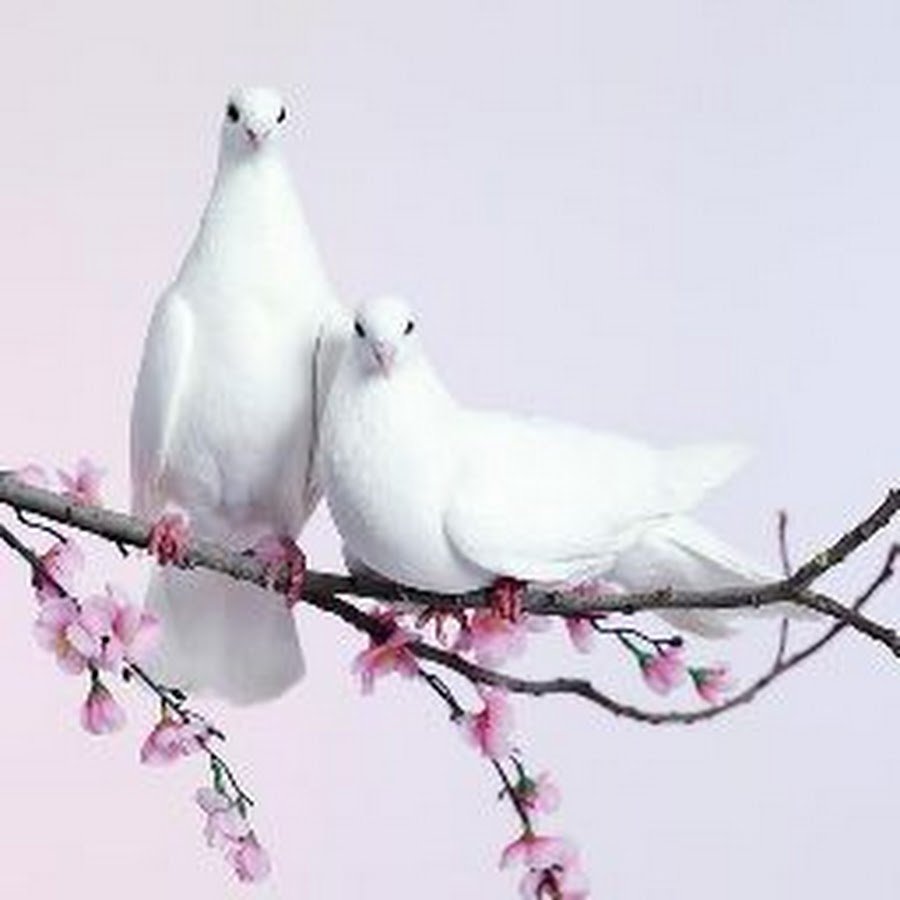 Голубь с веточкой в клюве фото