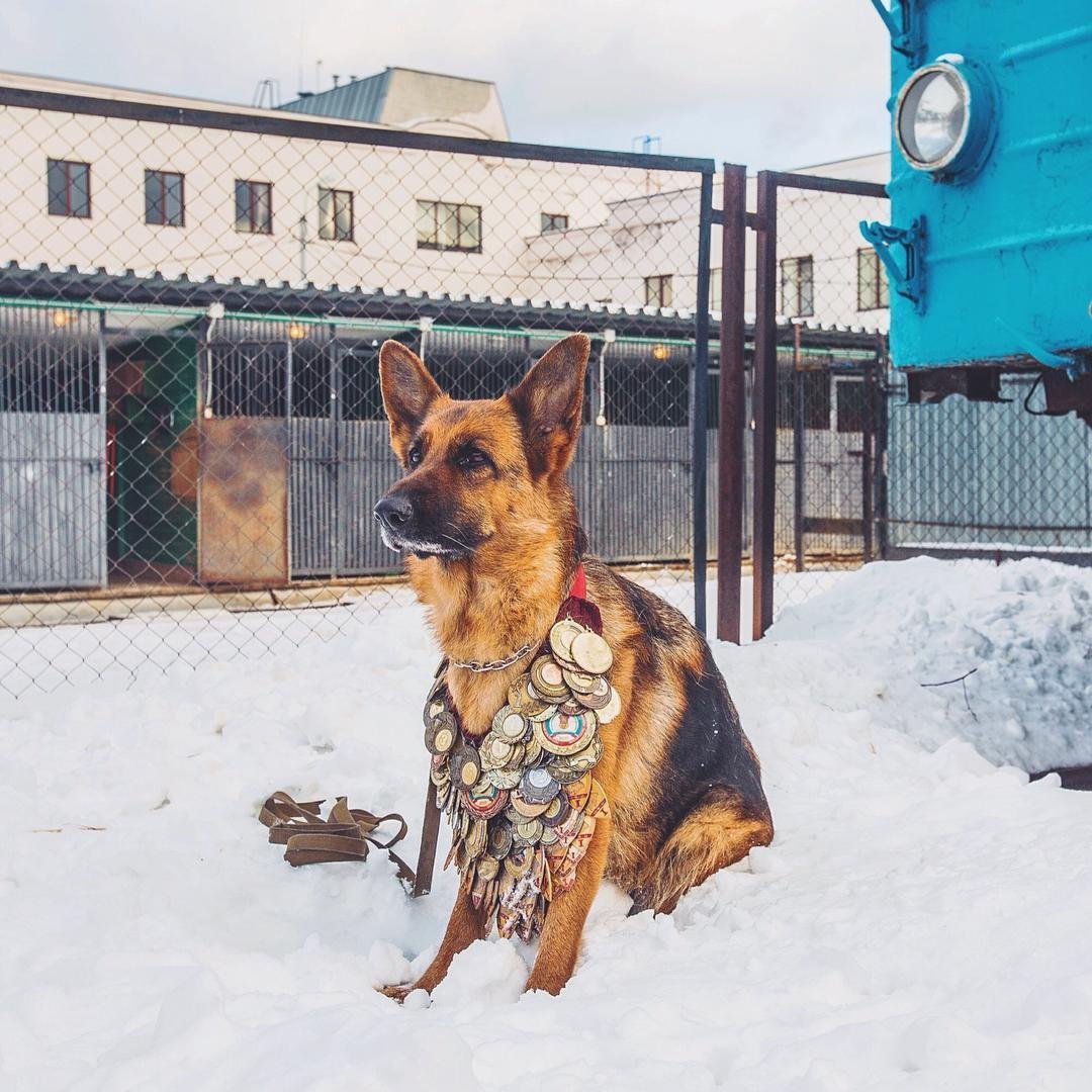 Немецкая овчарка Вестминстер