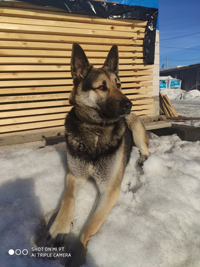 Служебные собаки в полиции
