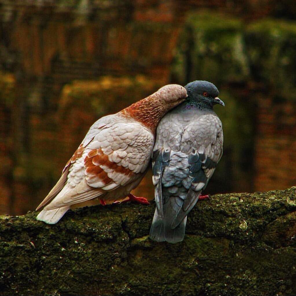 Романтичные птицы