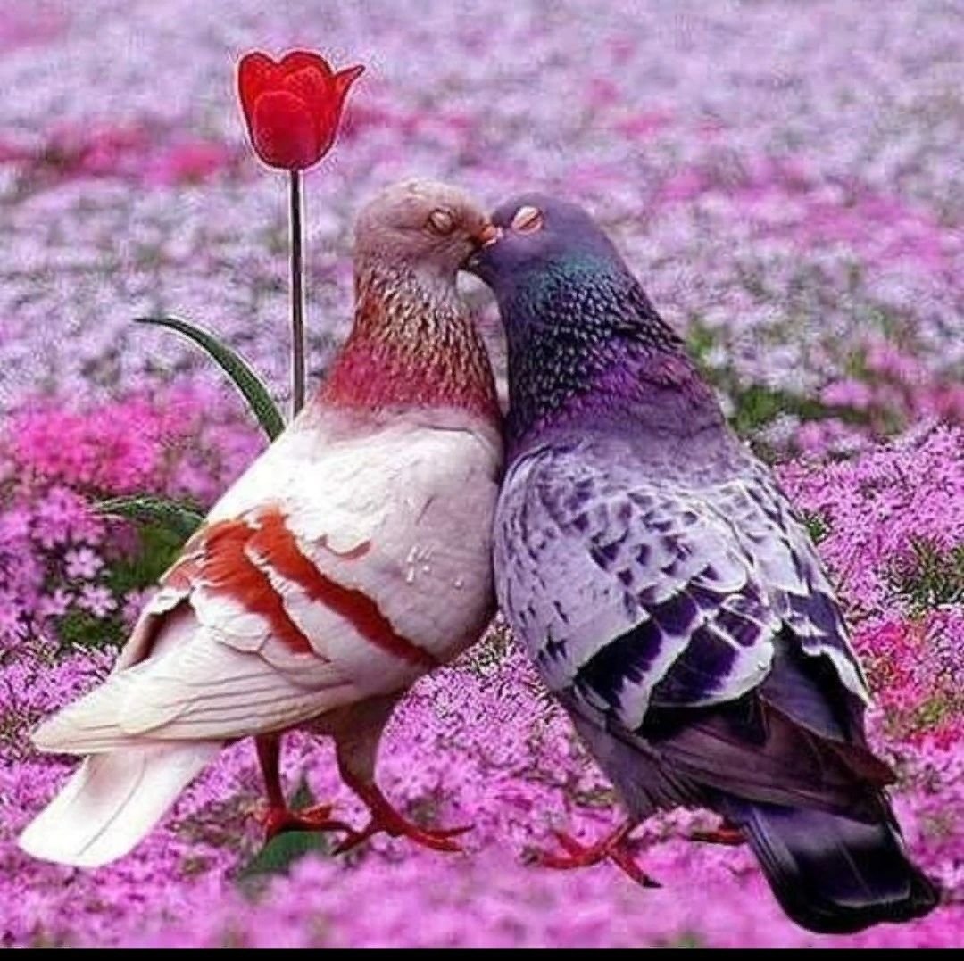 Пара голубей