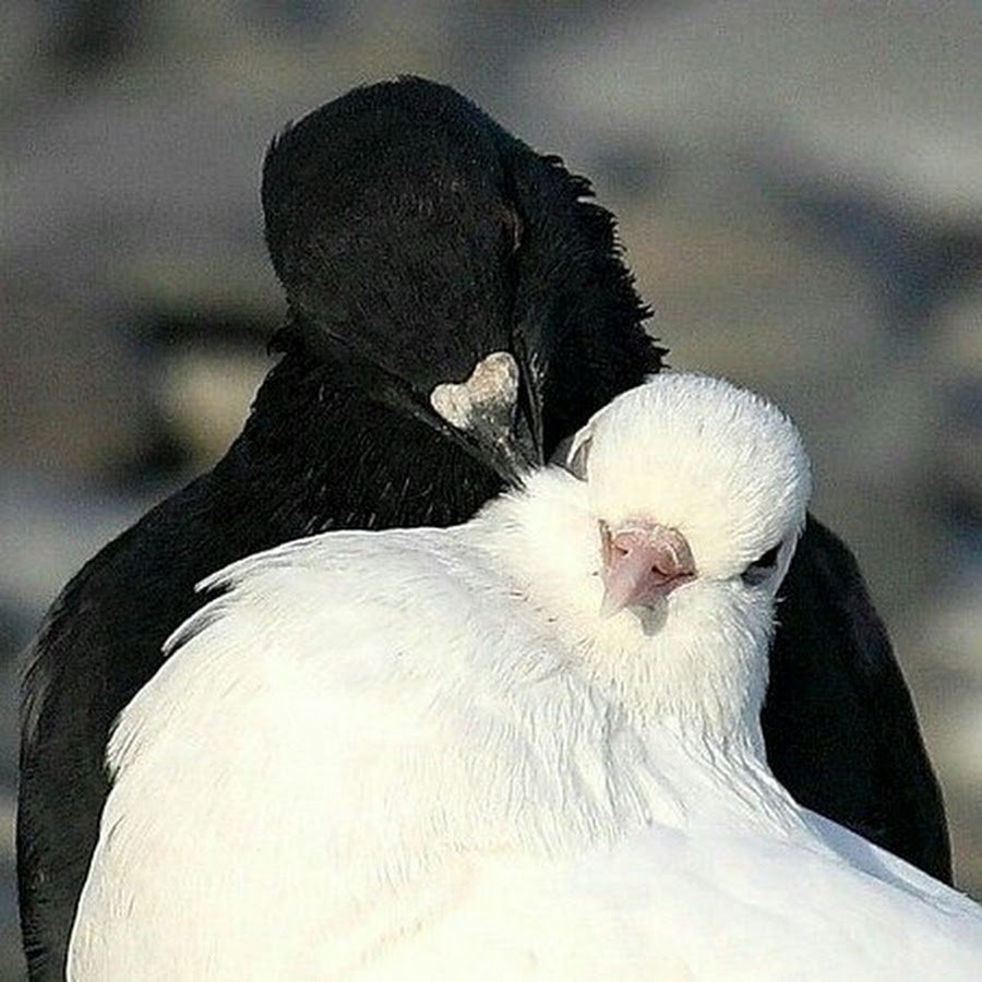 Голуби парные