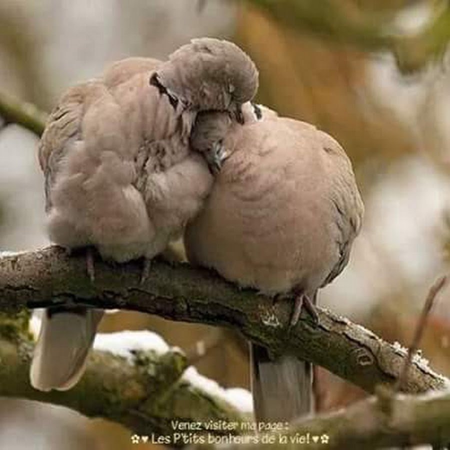 Какая птица воркует