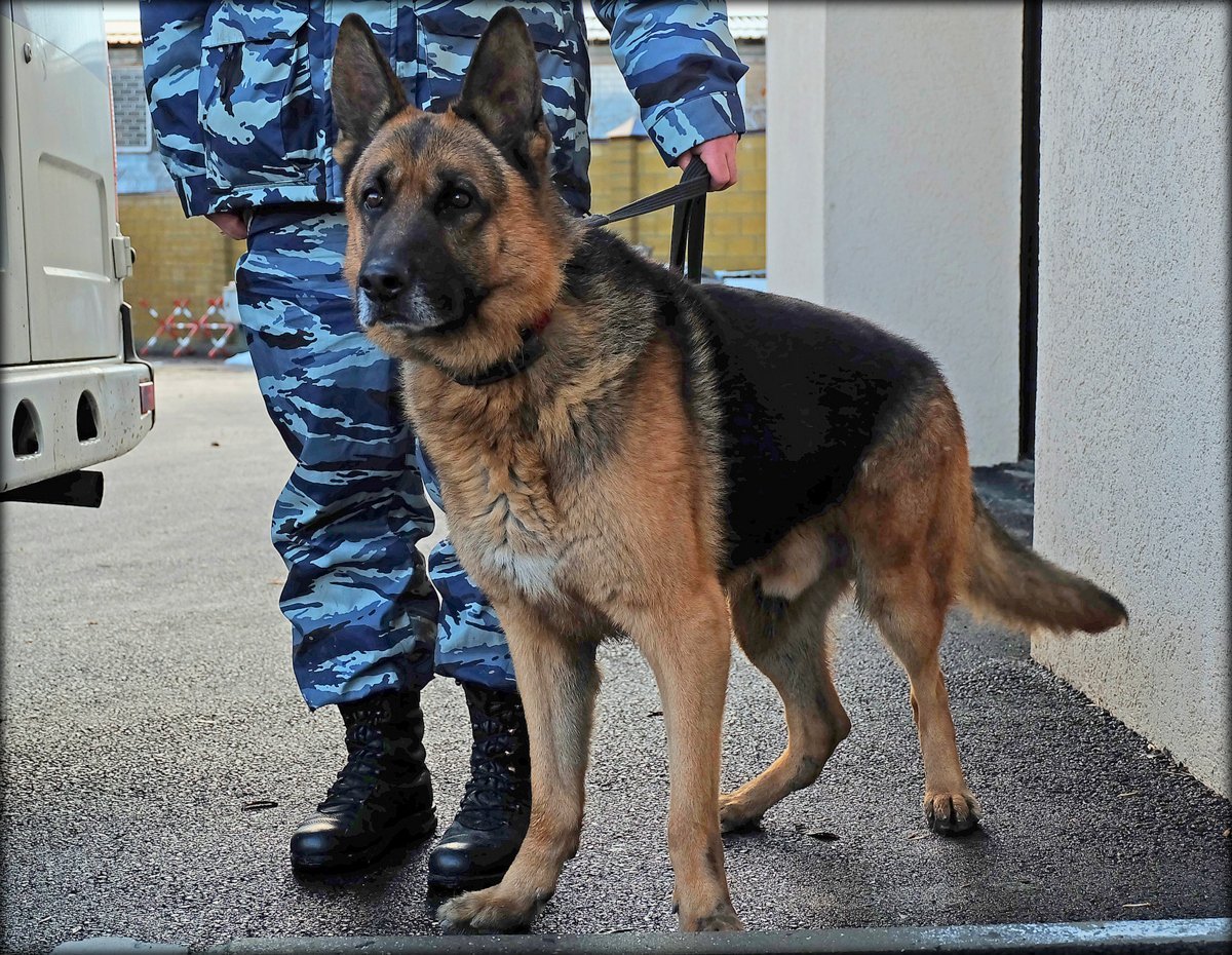 Джерман Шеферд пограничника