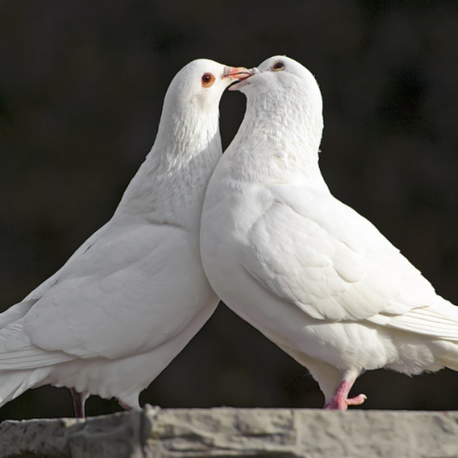 Голуби обои