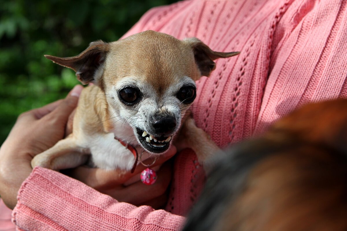 Модный чихуахуа