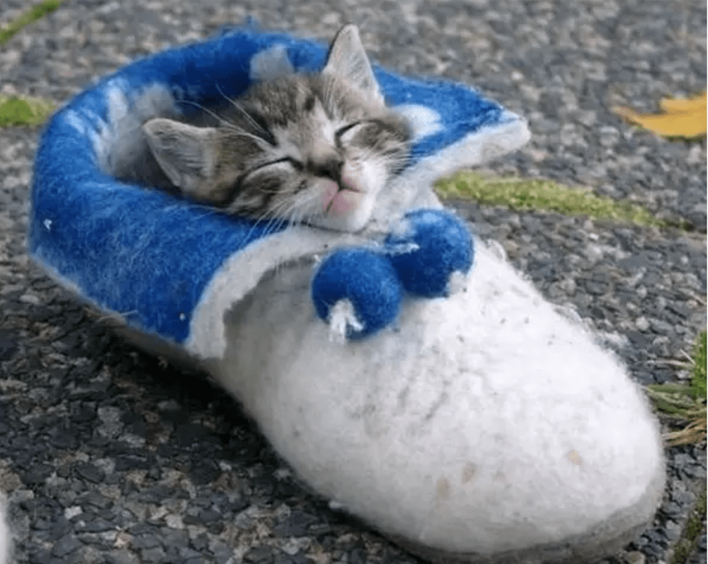 Кот в тапочках