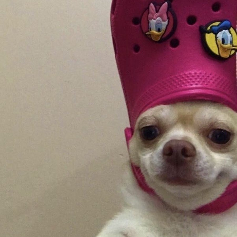 Смешной кот в кроксе