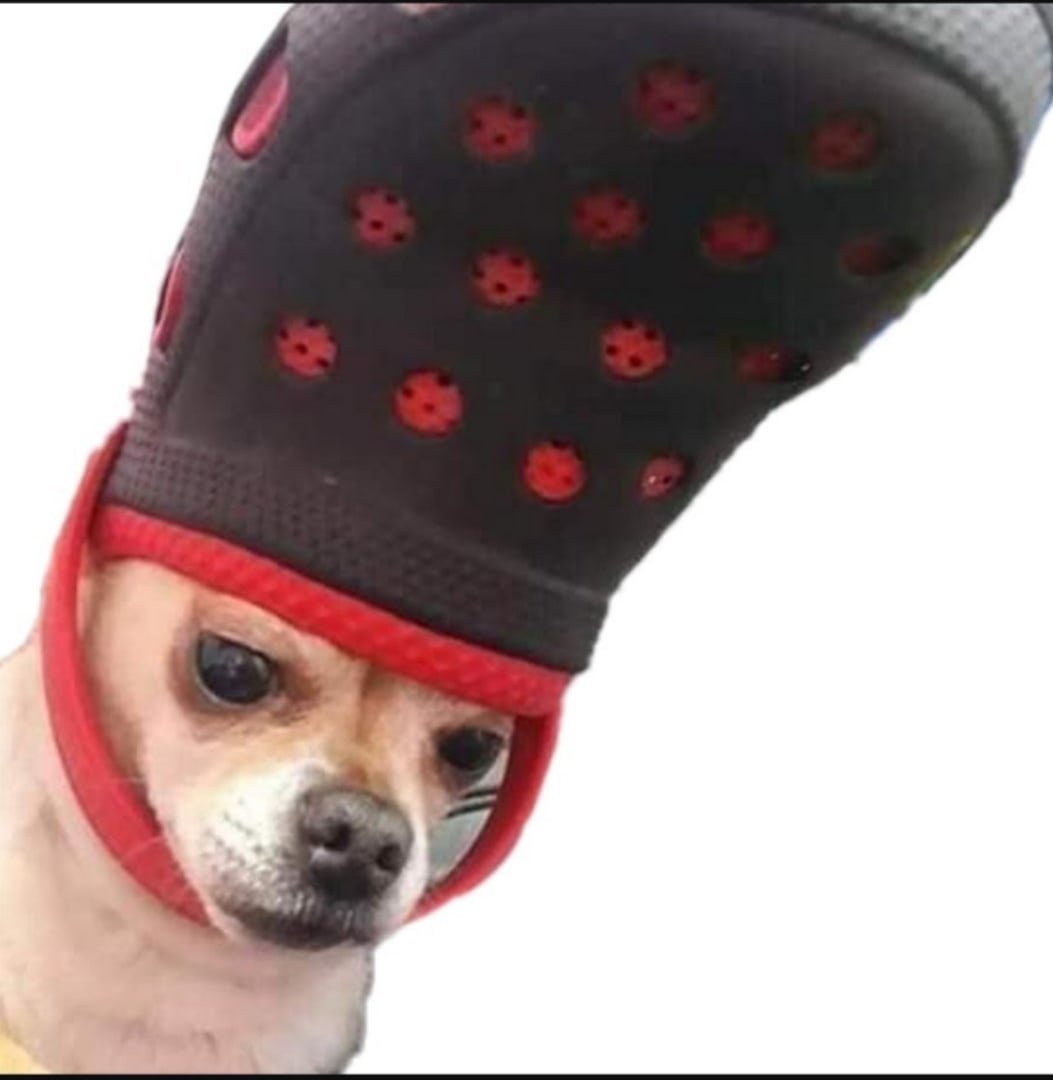 Чихуа тапок крокс