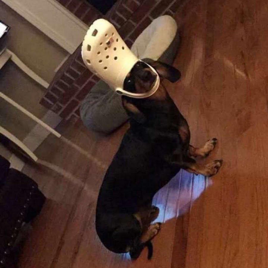 Собака с тапком на голове Мем