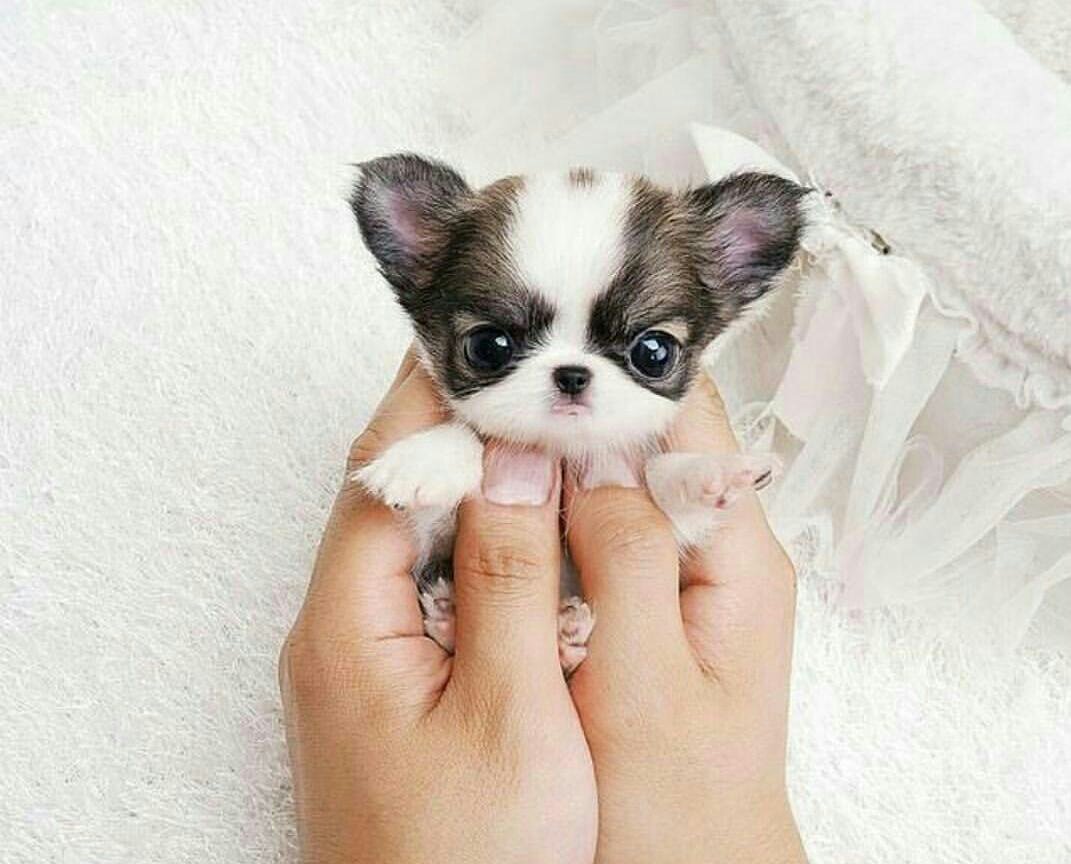 Чихуахуа мексиканец