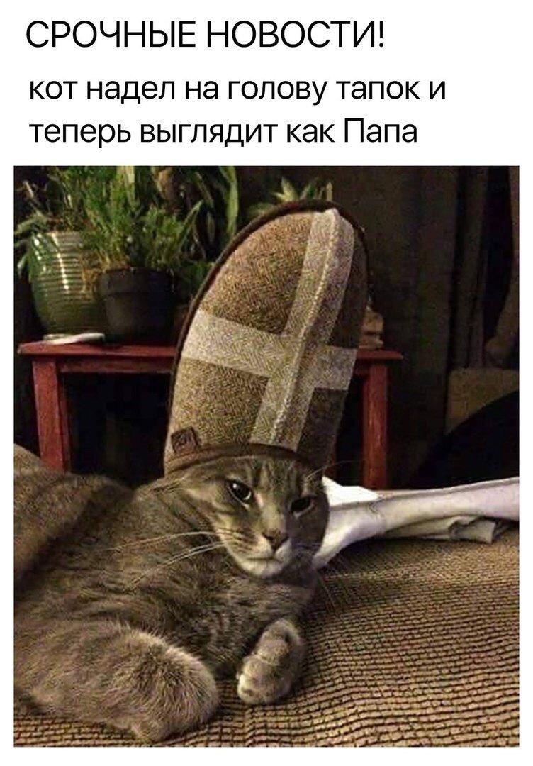 Кот с тапком на голове
