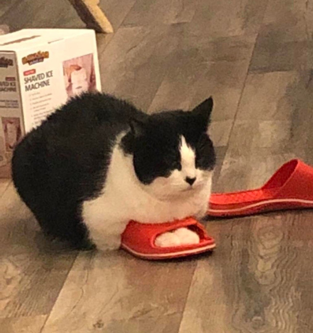 Кот в тапках