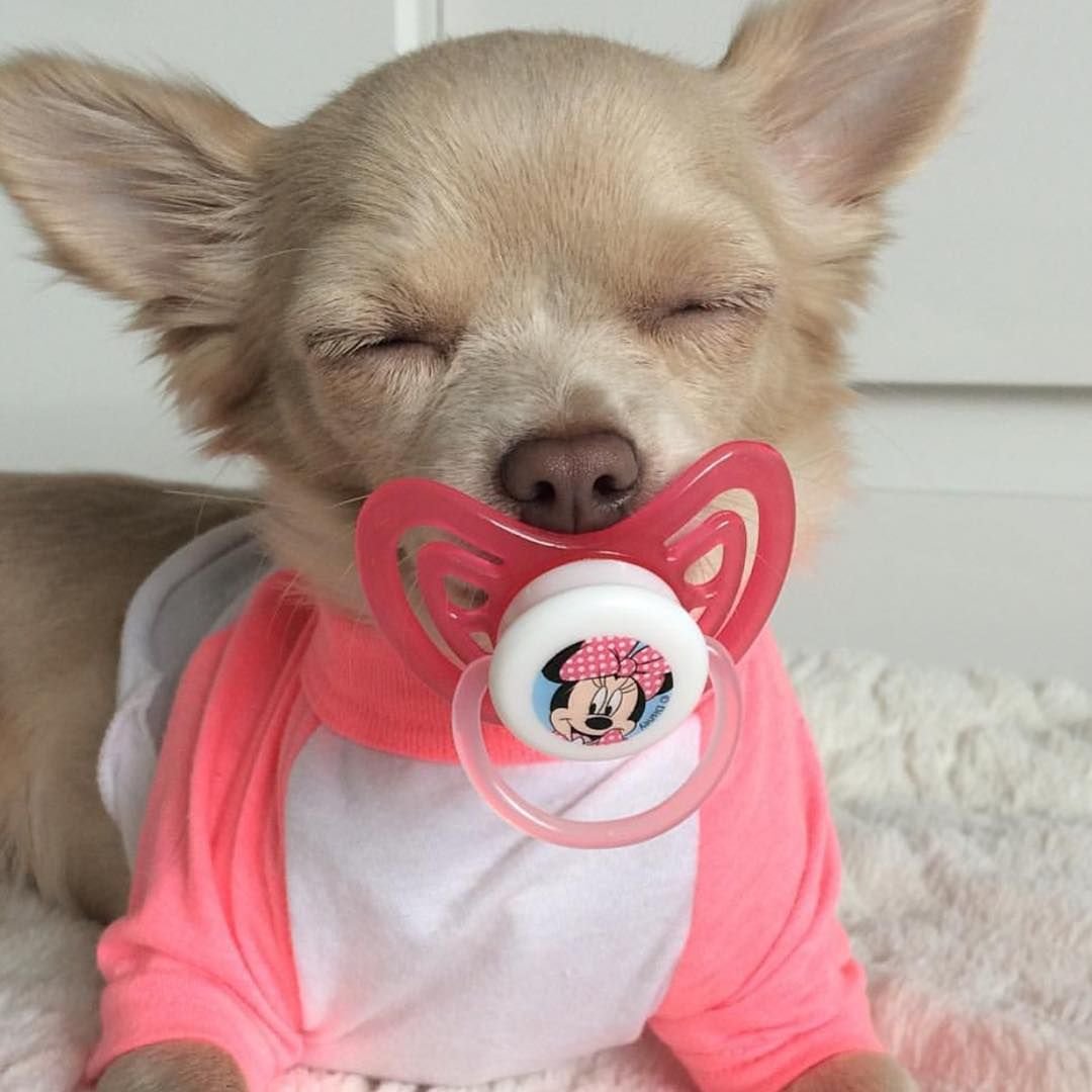 Злая чихуахуа