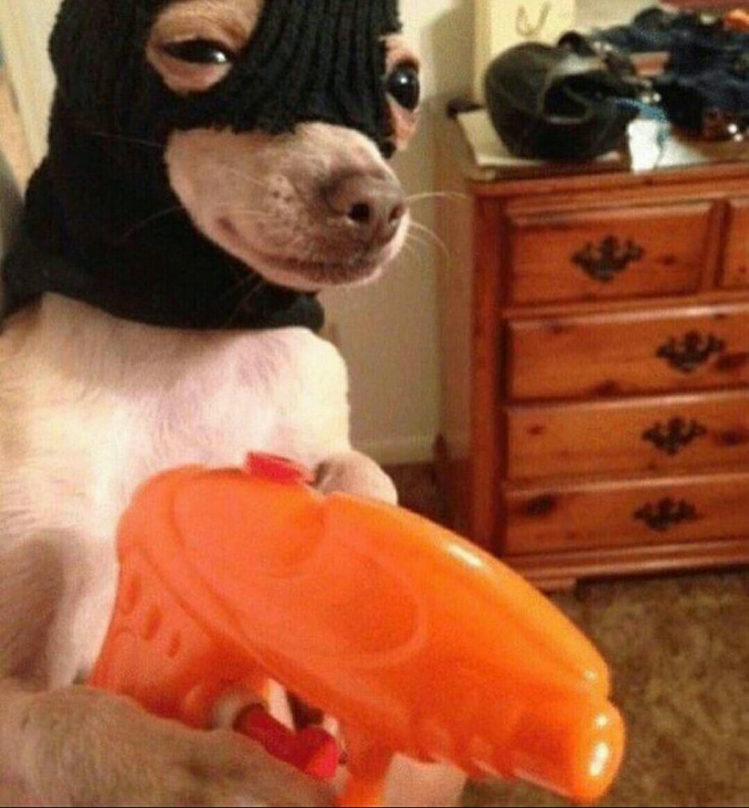 Собака в Балаклаве