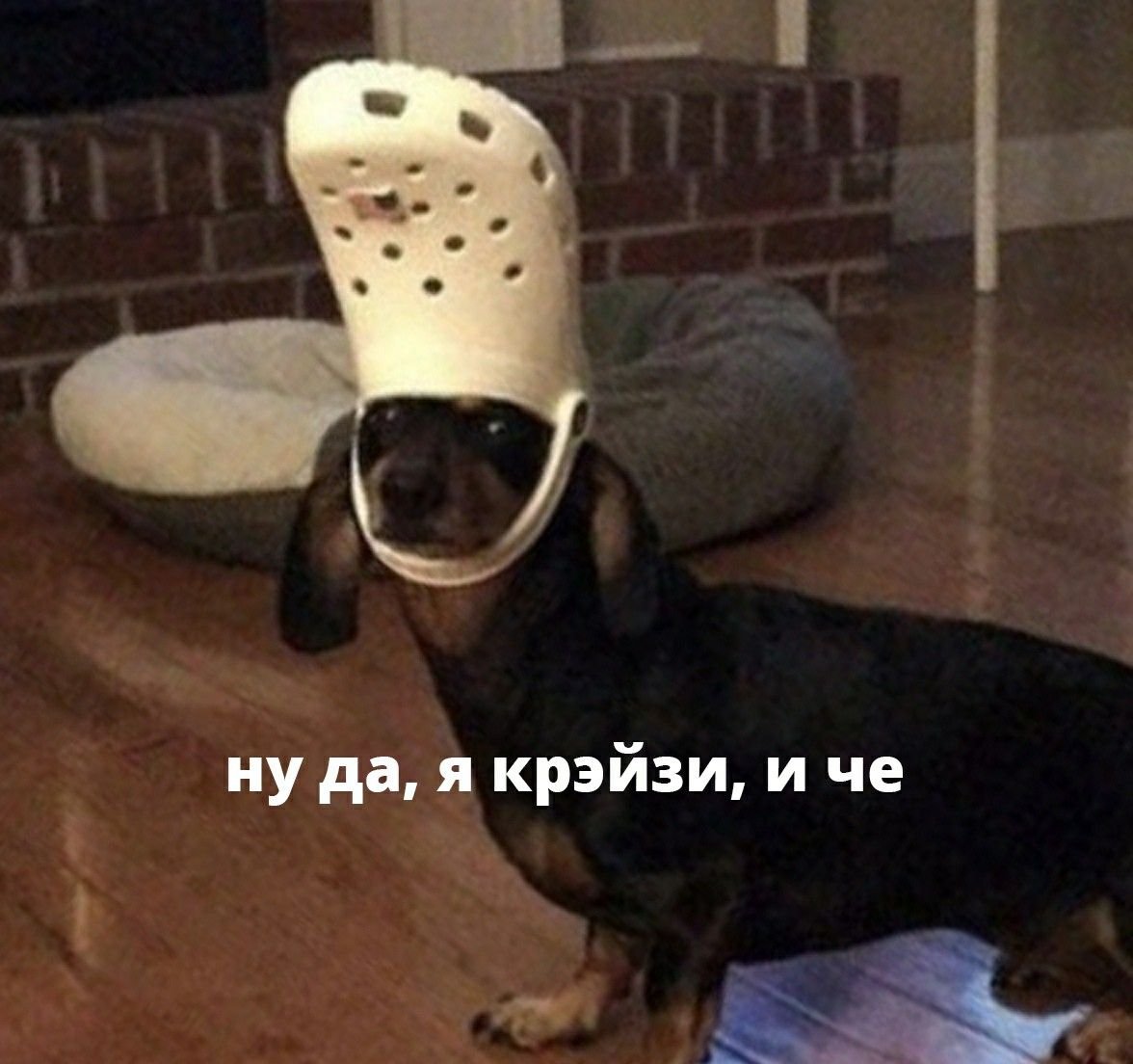 Чихуа с тапком на голове