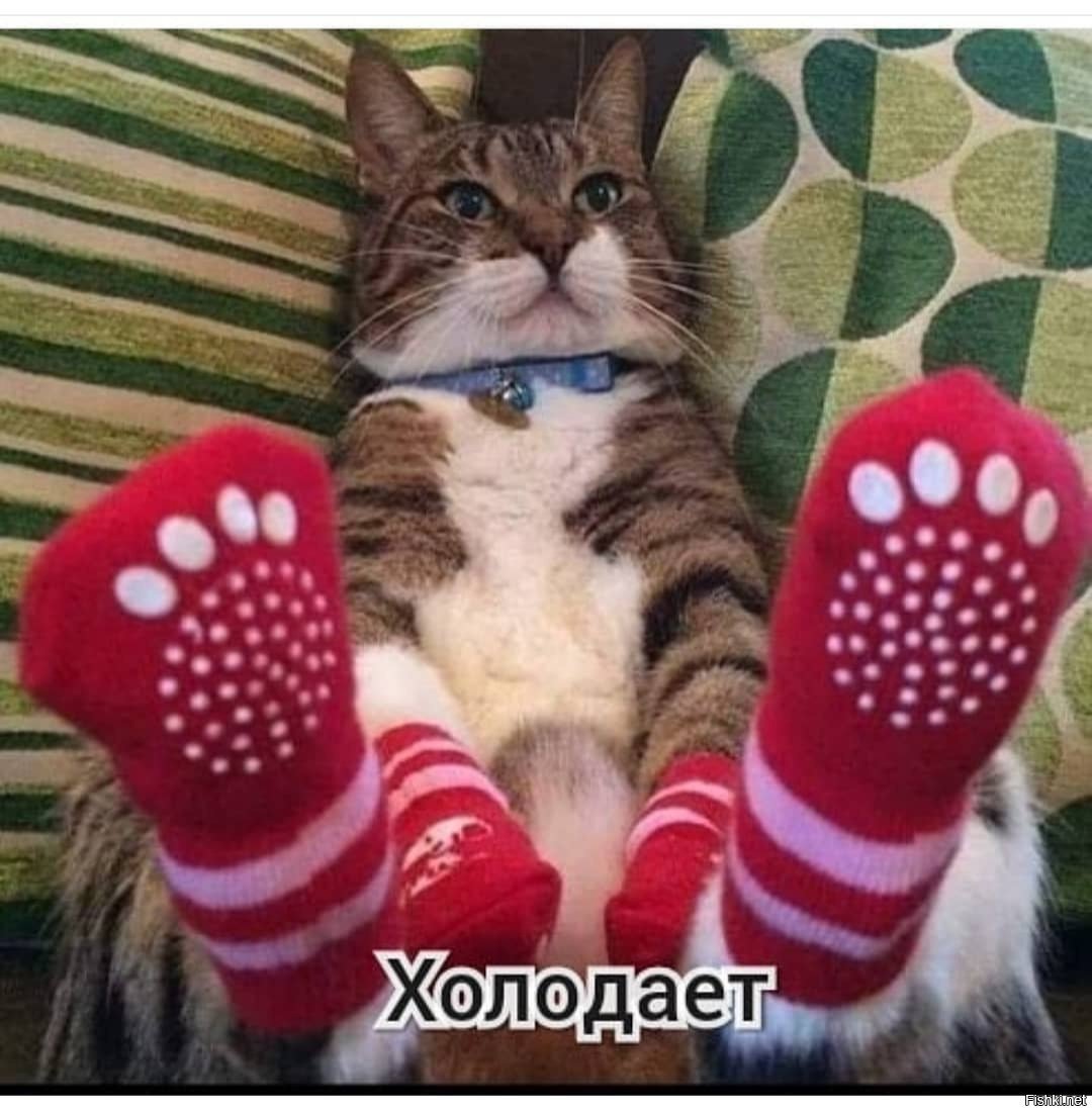 Коты в носках