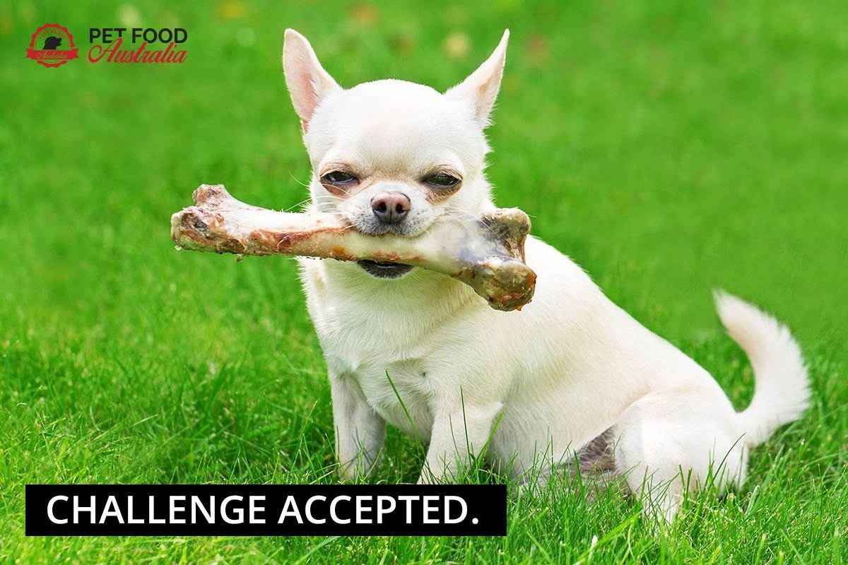 Чихуахуа мини