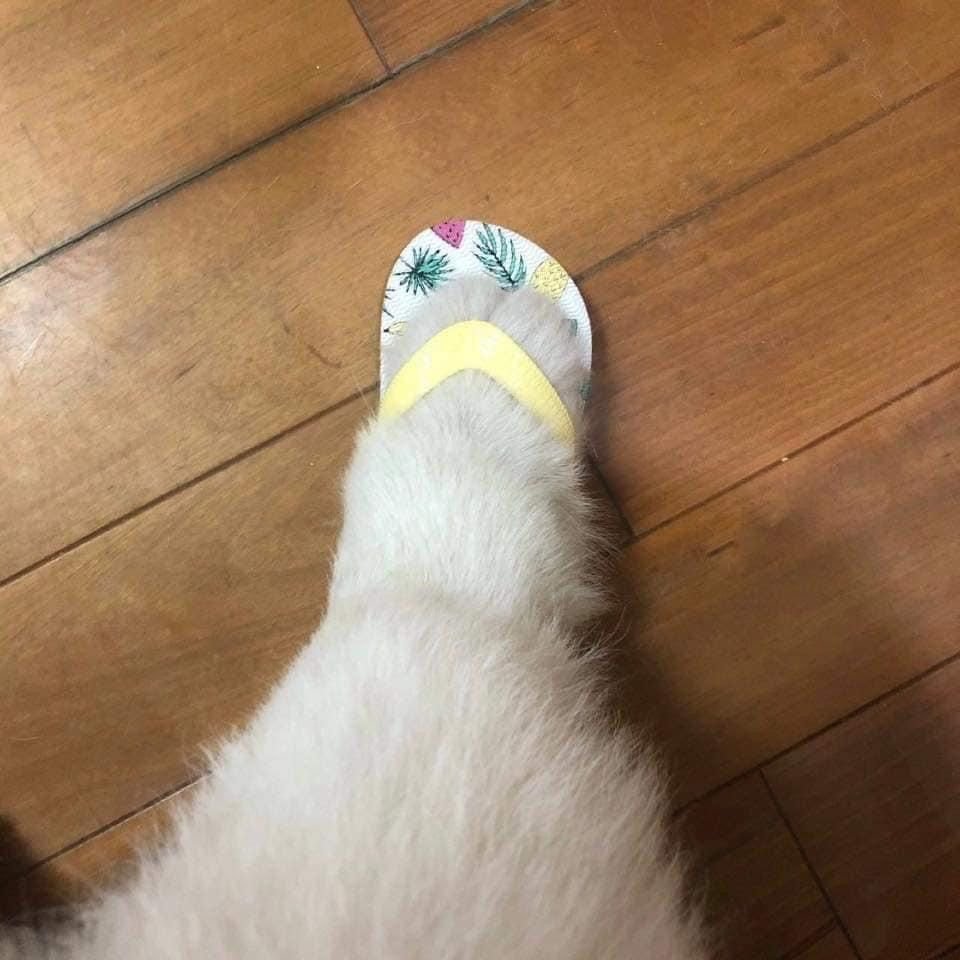 Кошачьи лапки в тапках