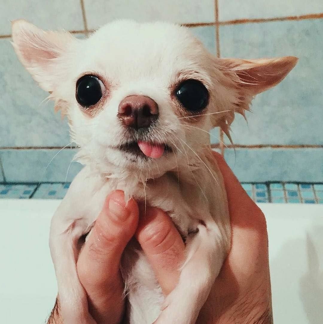 Гламурный пудель