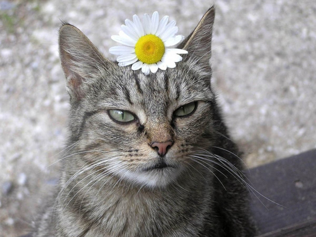 Кот с цветочком на голове