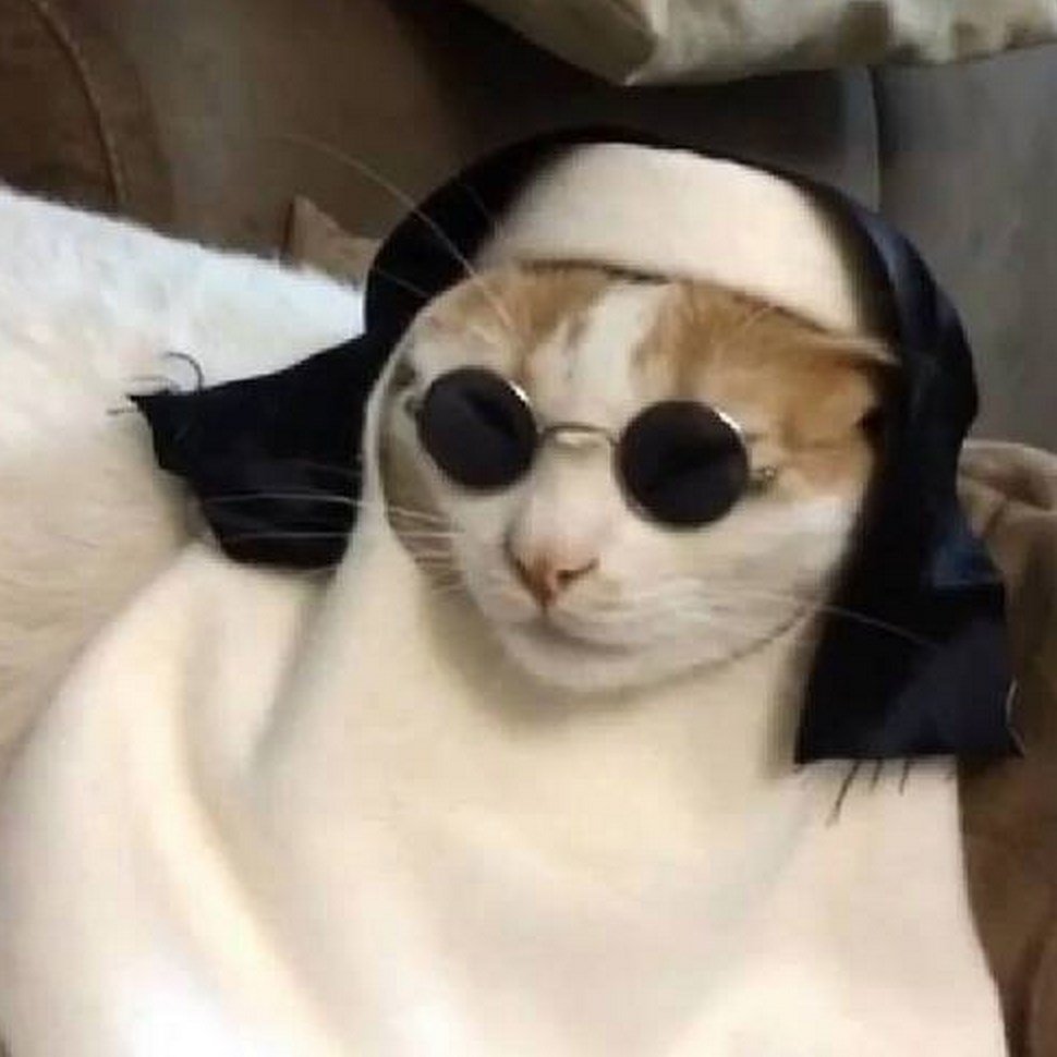 Кошка монашка