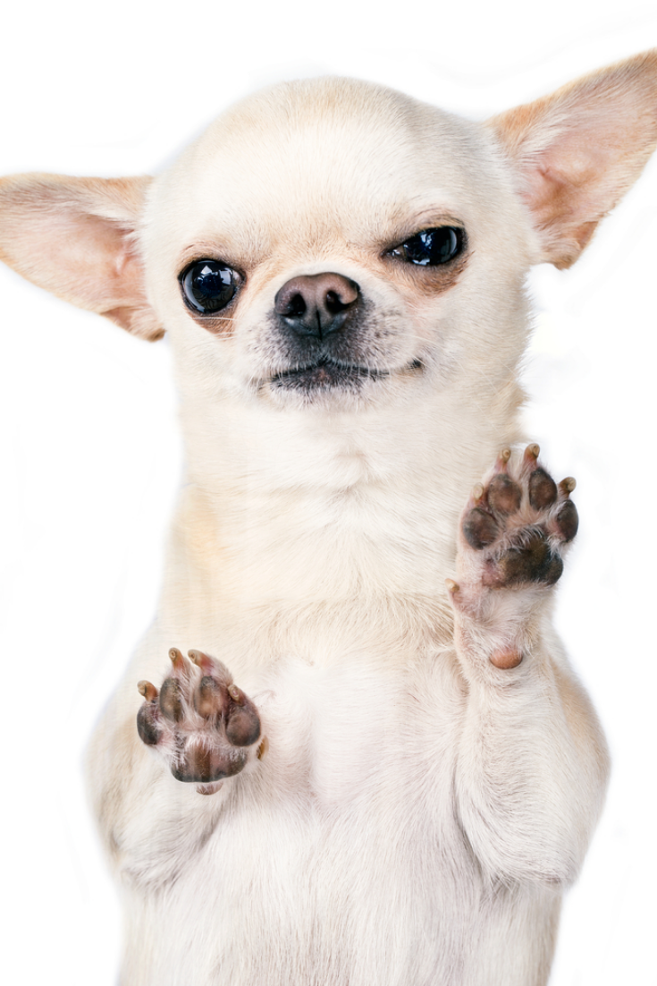 Лысая чихуахуа