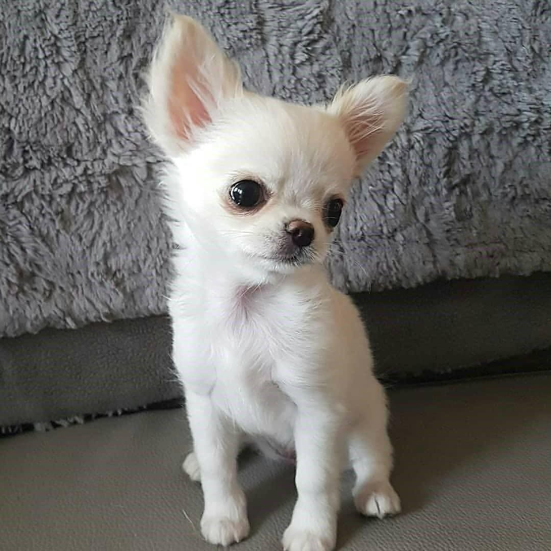 Чихуахуа китайская хохлатая