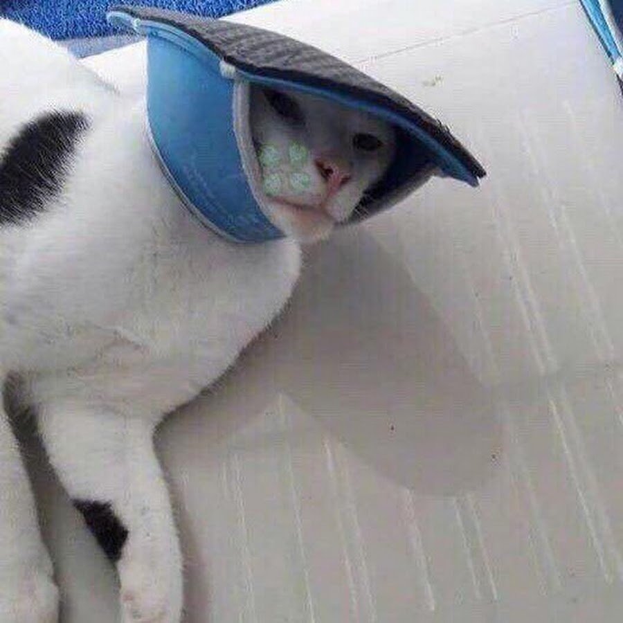 Собака с тапком на голове