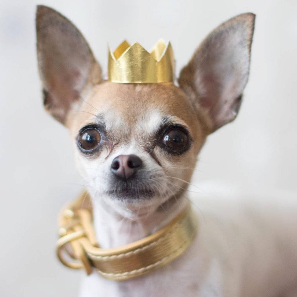 Соьакп с выпуклыми глазам