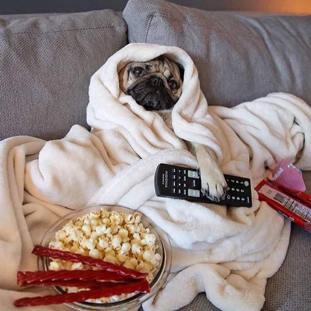 Мопс в пледе