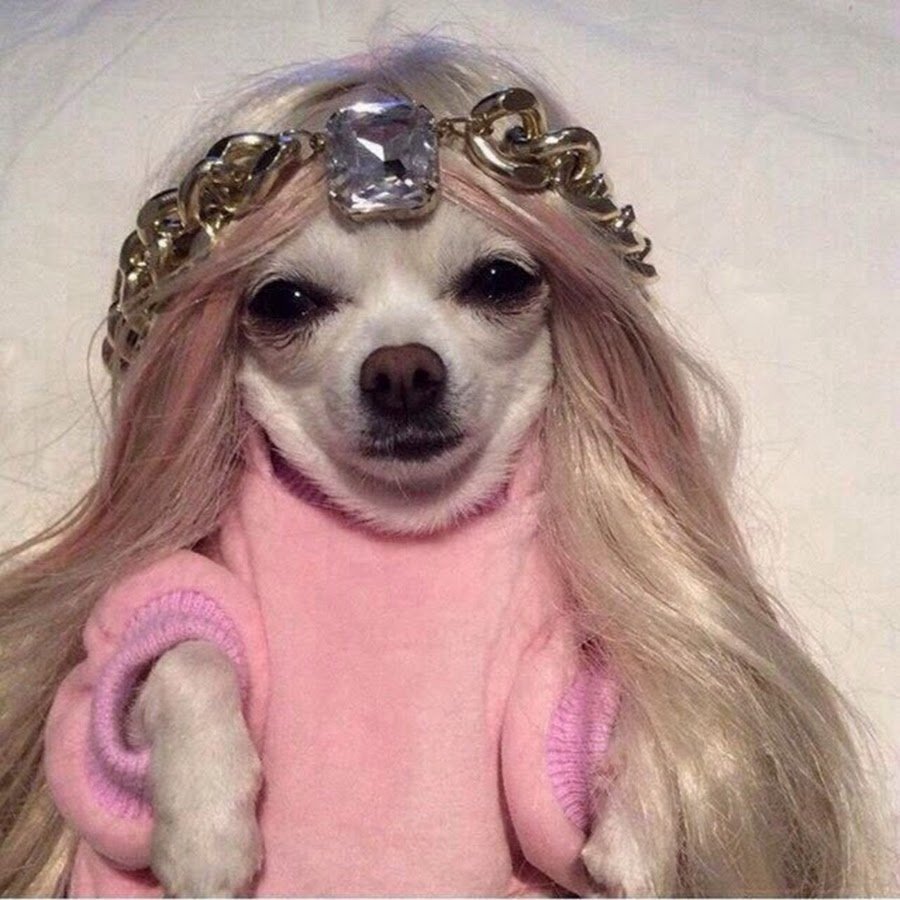 Карликовый чихуахуа