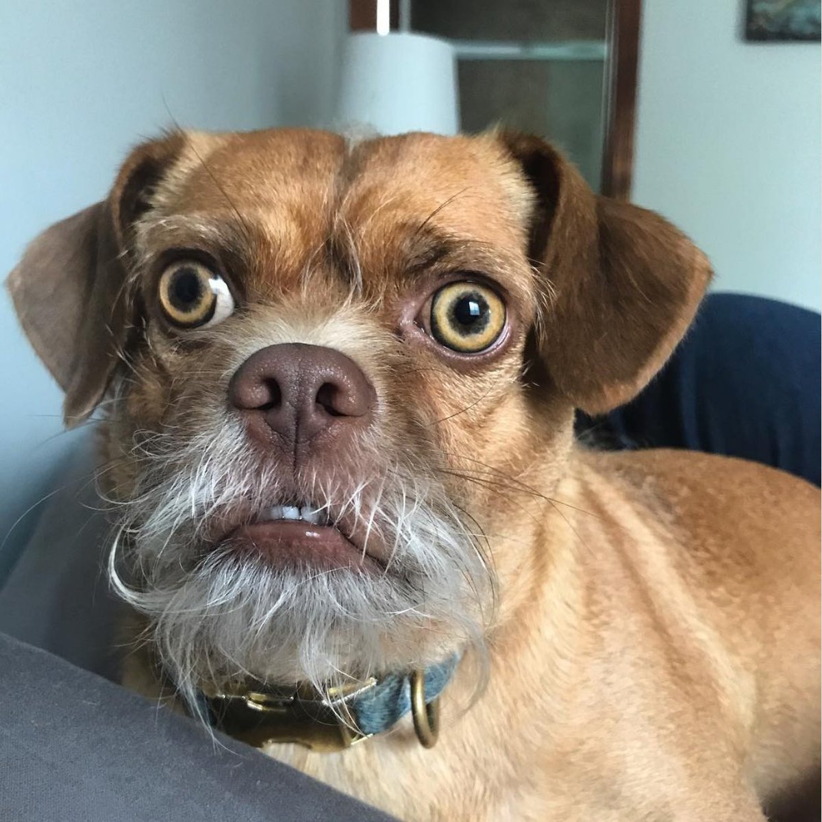 Мексиканская хохлатая собачка