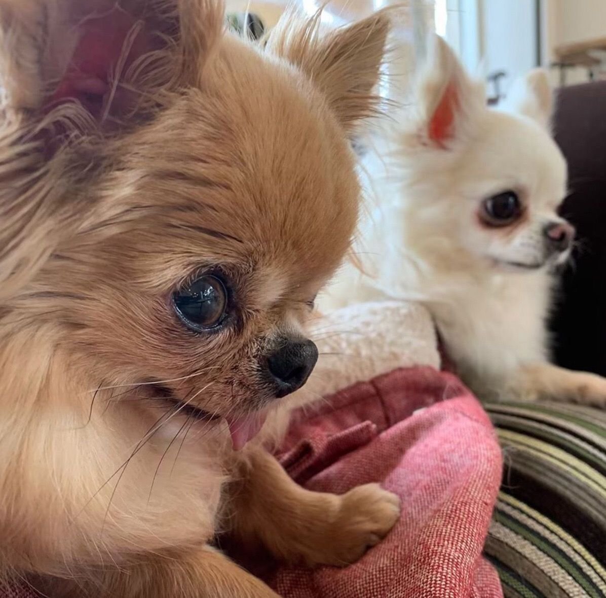 Порода собак чихуахуа чихуахуа