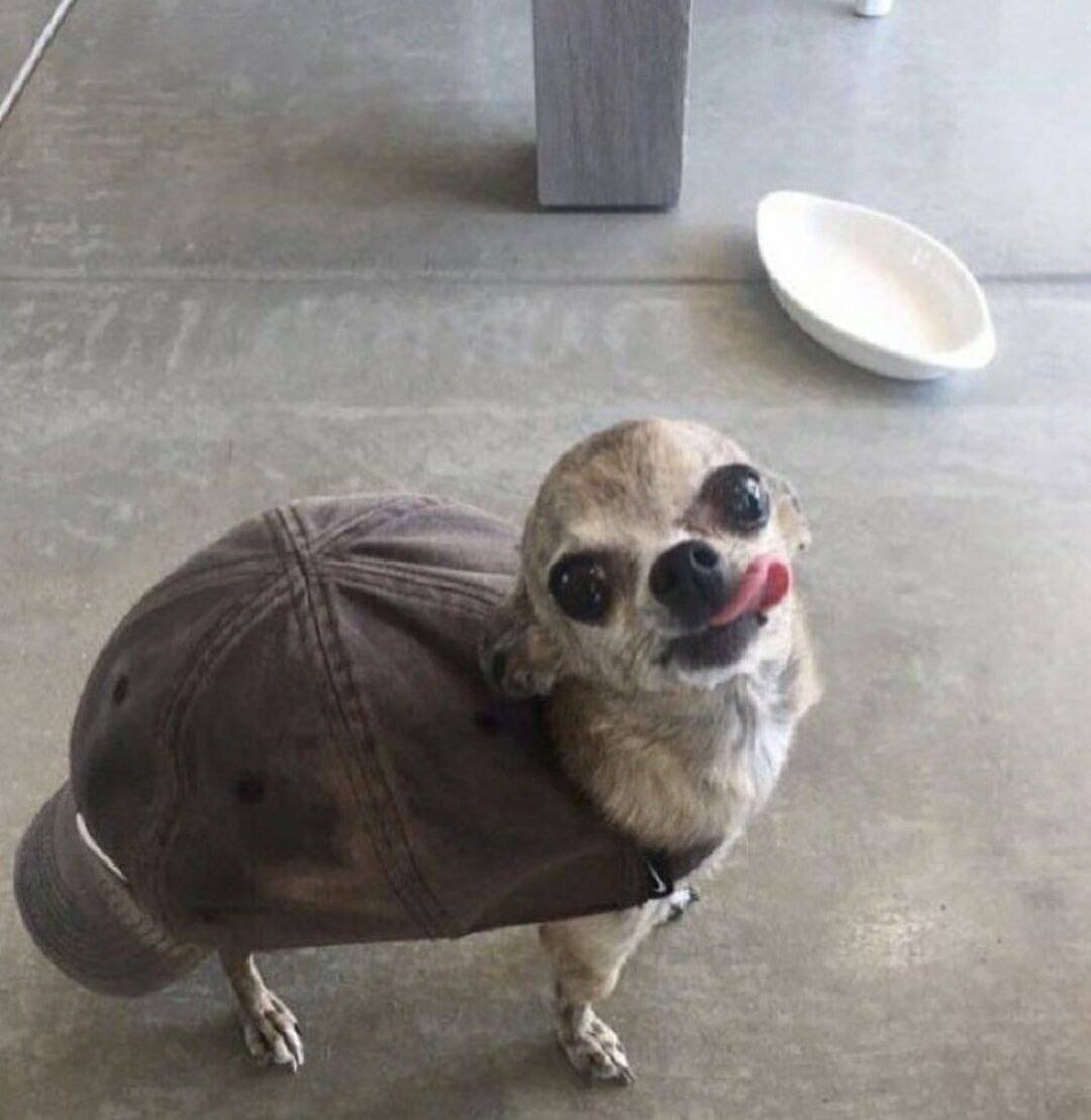 Черный юмор с животными