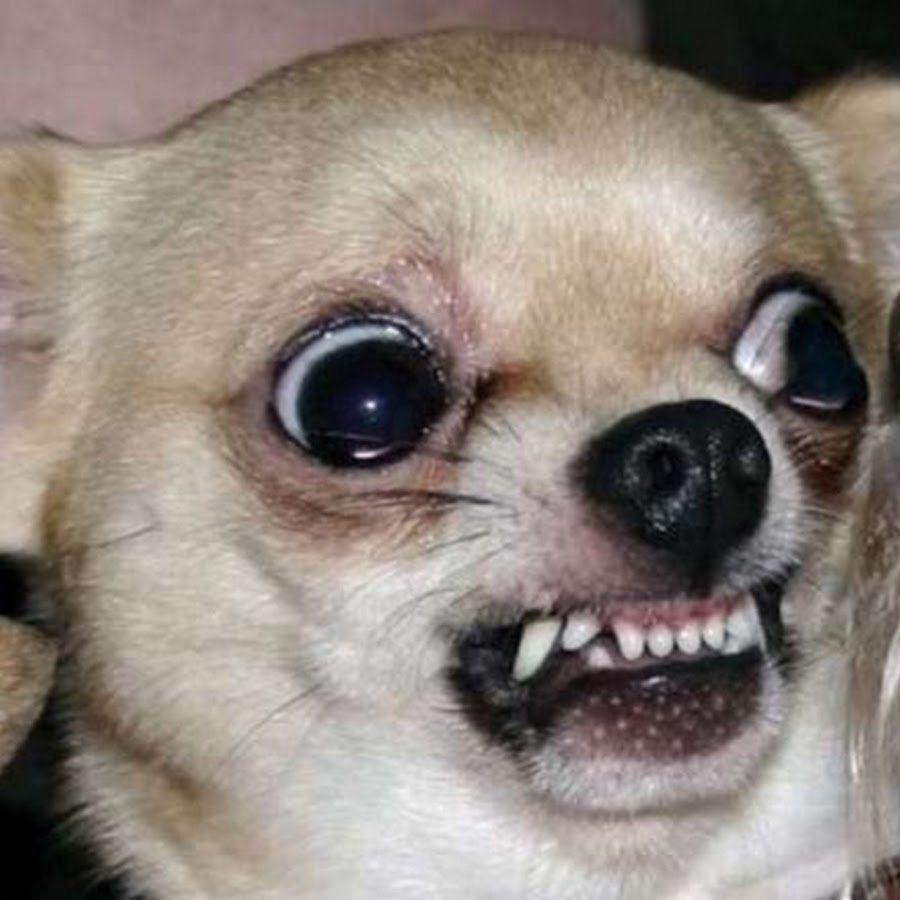 Мексиканская хохлатая собачка