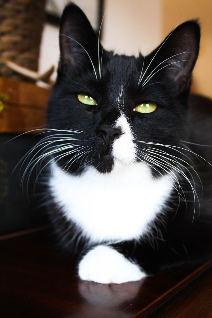 Черно белая кошка