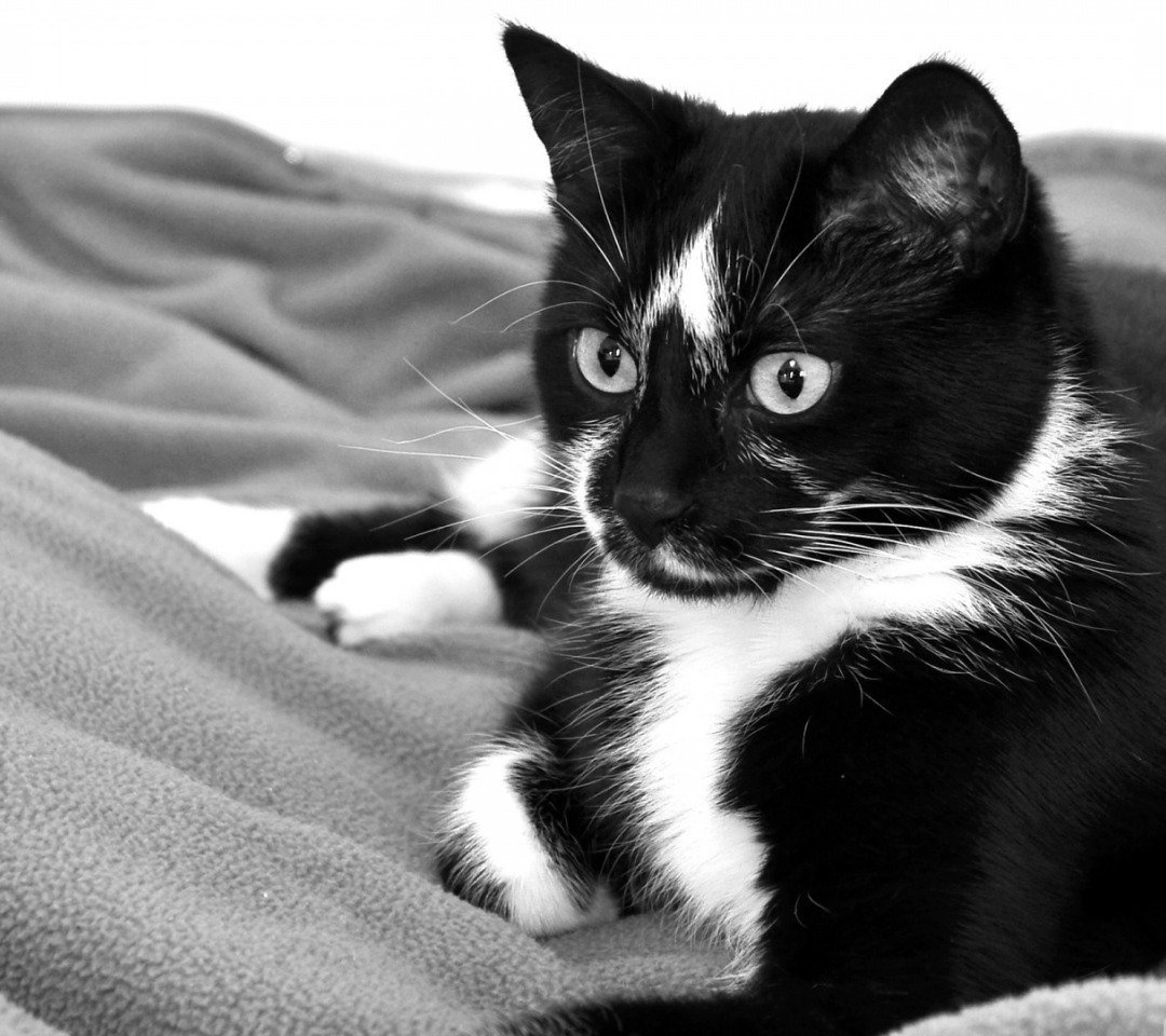 Черно белый кот