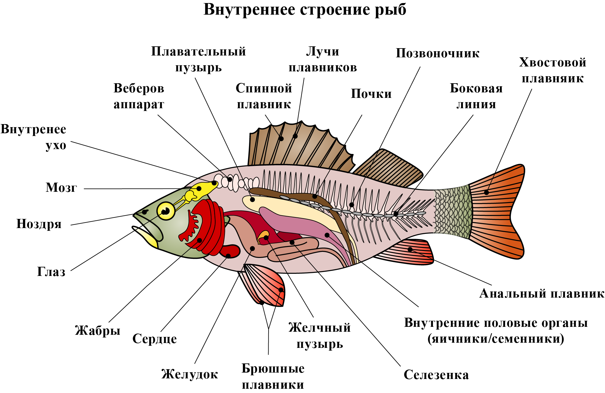 Какие системы органов у рыб. Внешнее и внутреннее строение рыб. Строение анатомия рыб карася. Строение рыбы 7 класс биология органы. Внутренне строение рыбы схема.
