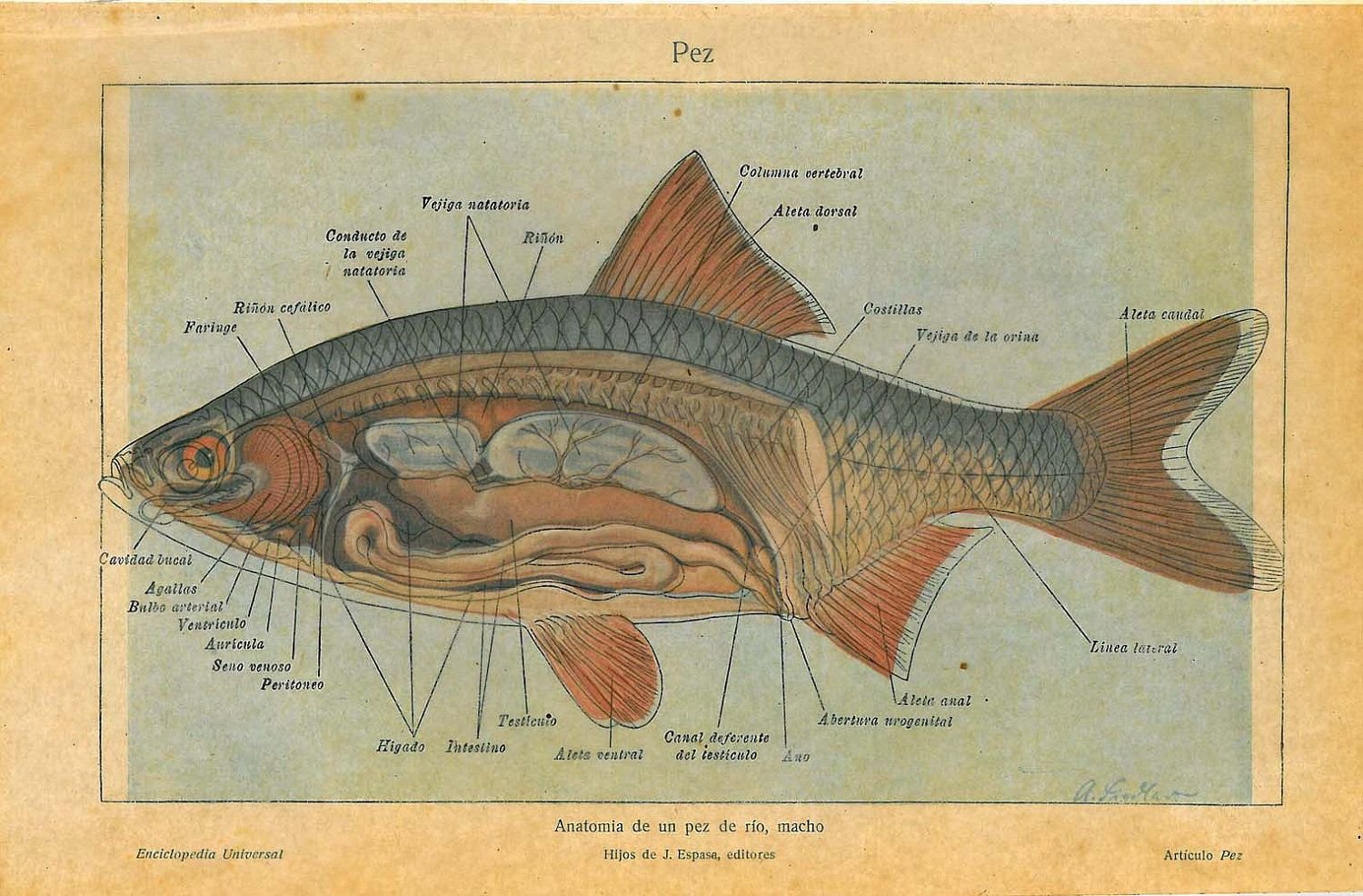 Особенности внутреннего строения щуки. Анатомия рыбы. Рыбы (биология). Внутреннее строение рыбы. Анатомическое строение рыбы.