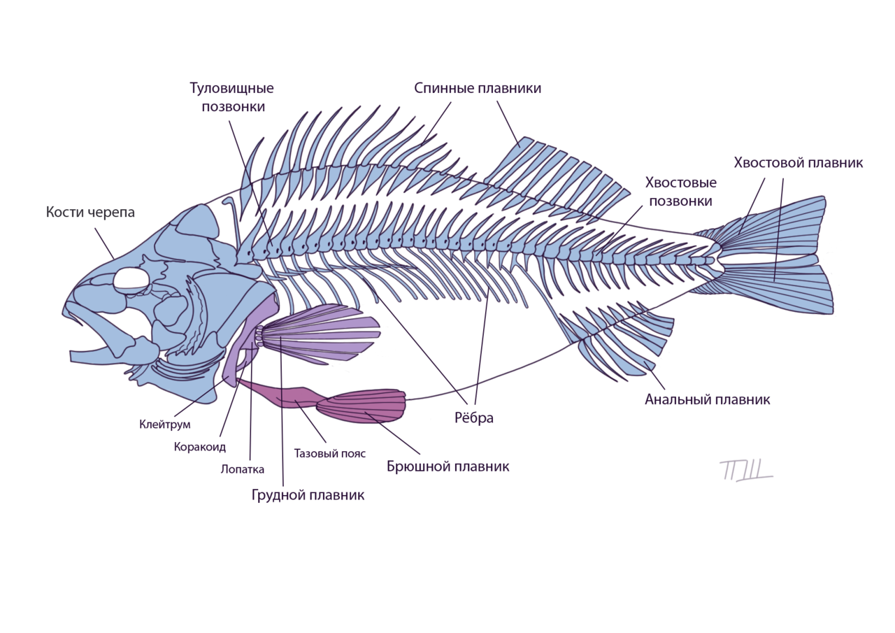 Отделы черепа рыбы. Строение скелета костистой рыбы. Позвонок костистой рыбы. Скелет рыбы строение биология. Строение позвоночника хрящевых рыб.