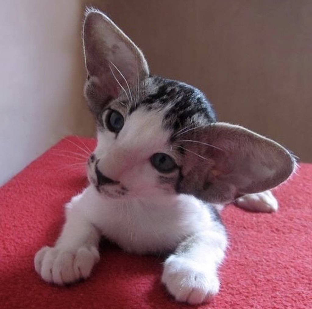 Кот УШАСТИК