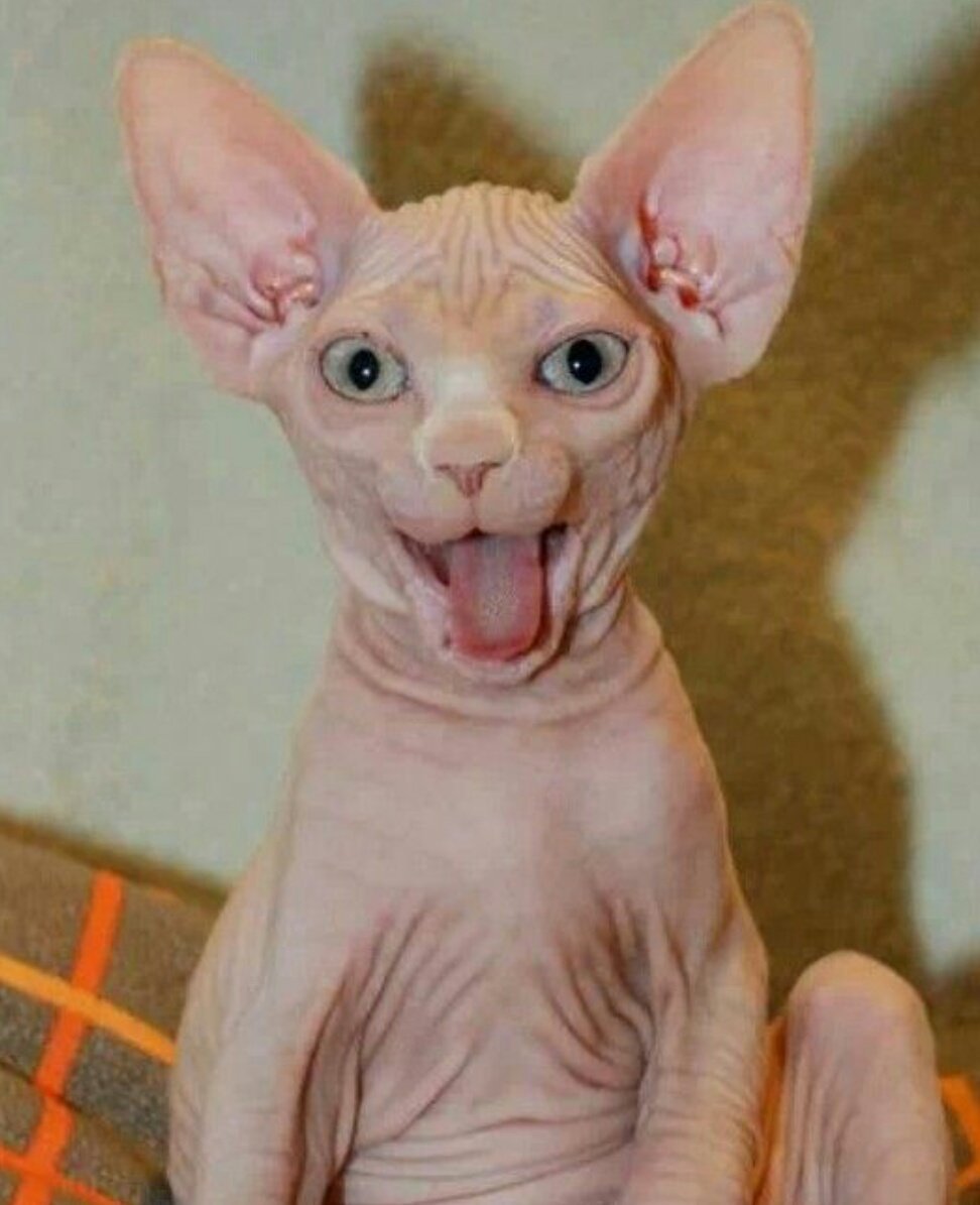 Сфинкс Донской Ушастый